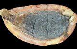 Triassic Fossil Fish In Nodule (Pos/Neg) - Madagascar #53656-1
